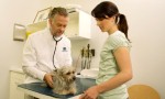 What are the best options on pet insurance?